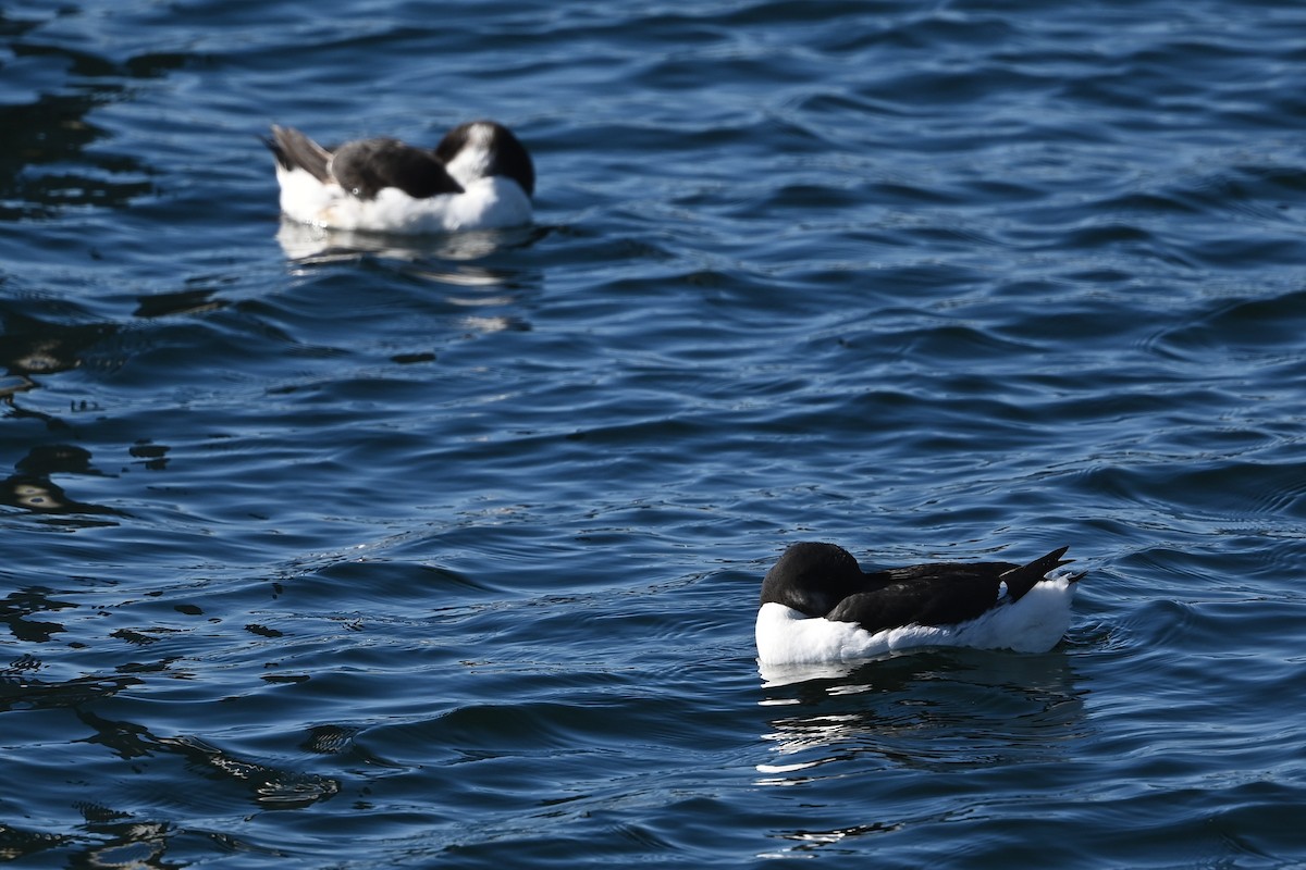 Thick-billed Murre - ML614590380