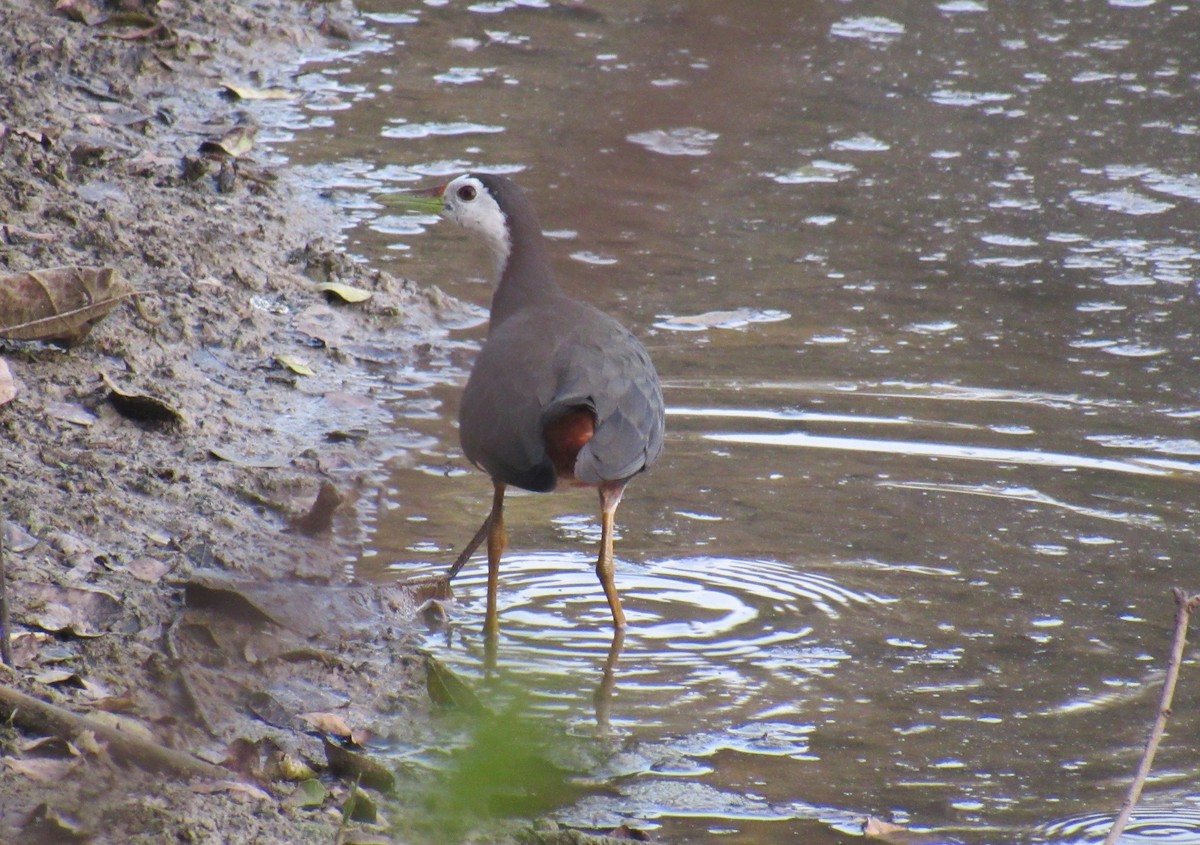 White-breasted Waterhen - ML614590416