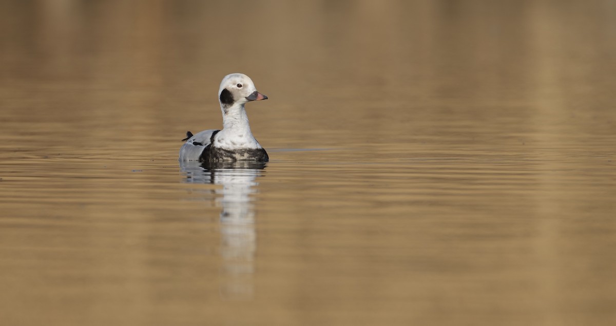 Long-tailed Duck - LiCheng Wang