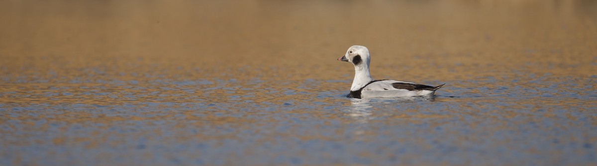 Long-tailed Duck - LiCheng Wang