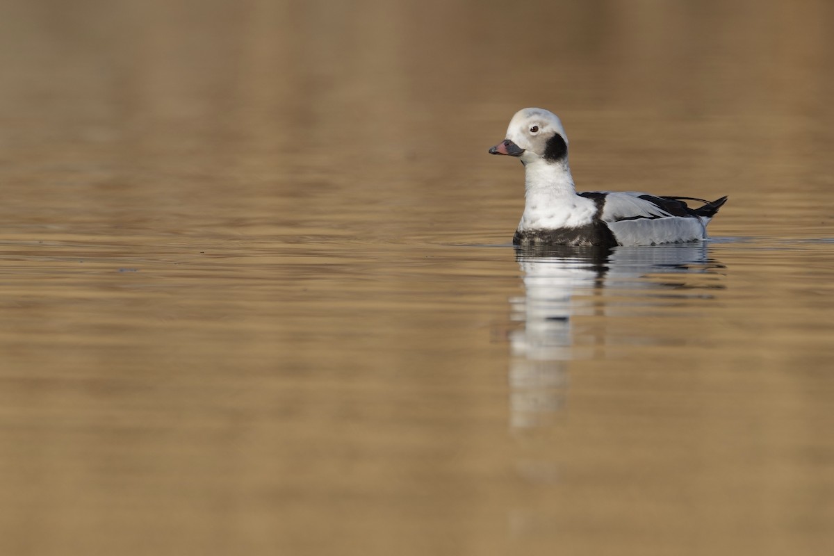 Long-tailed Duck - LiCheng Wang