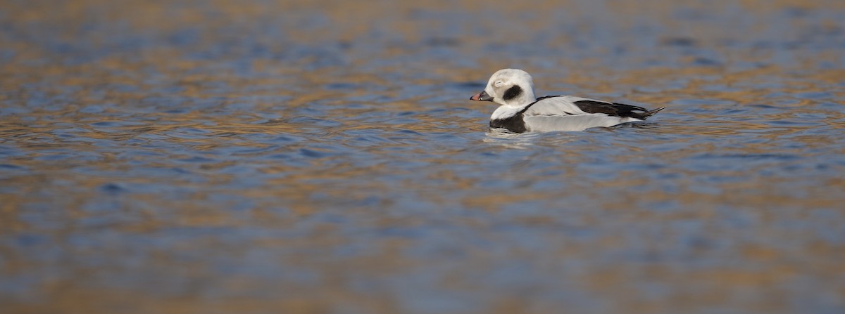 Long-tailed Duck - LiCheng Wang