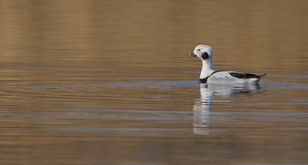 Long-tailed Duck - LiCheng Wang