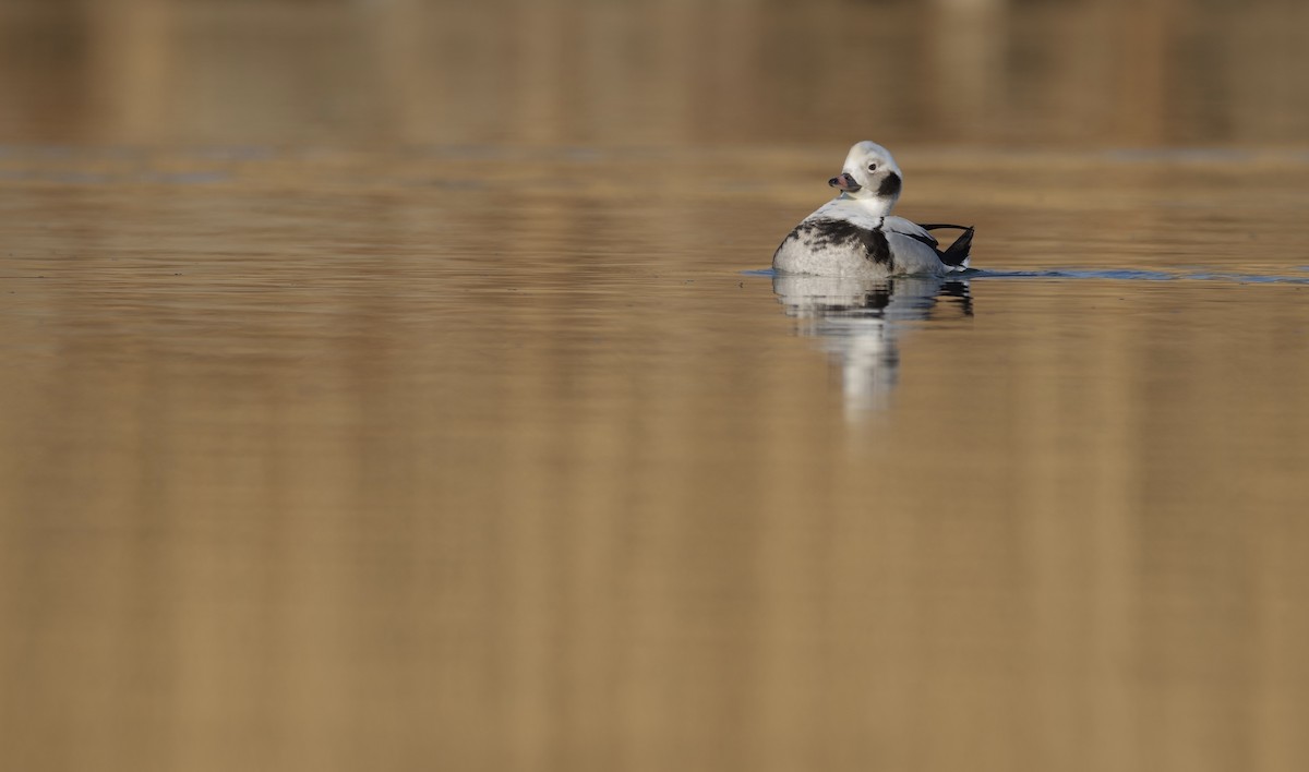 Long-tailed Duck - LiCheng Wang