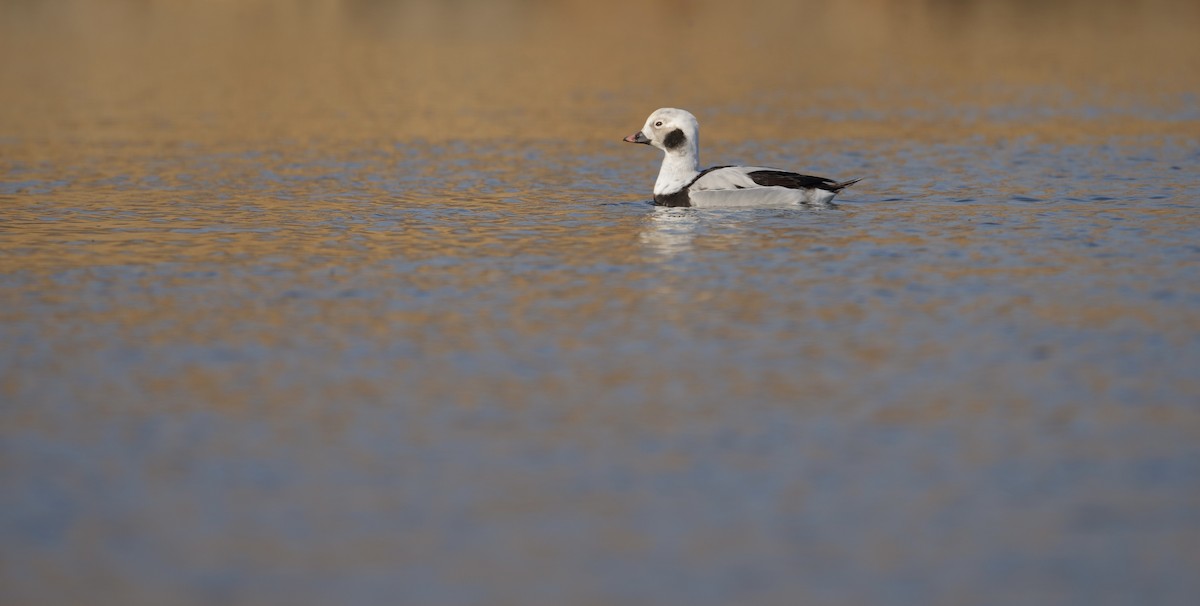 Long-tailed Duck - LiCheng Wang