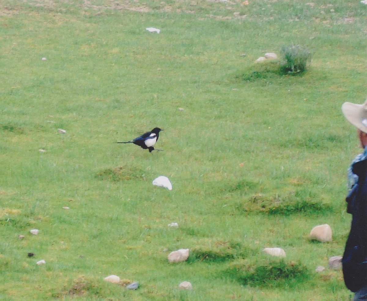 Black-rumped Magpie - ML614590581