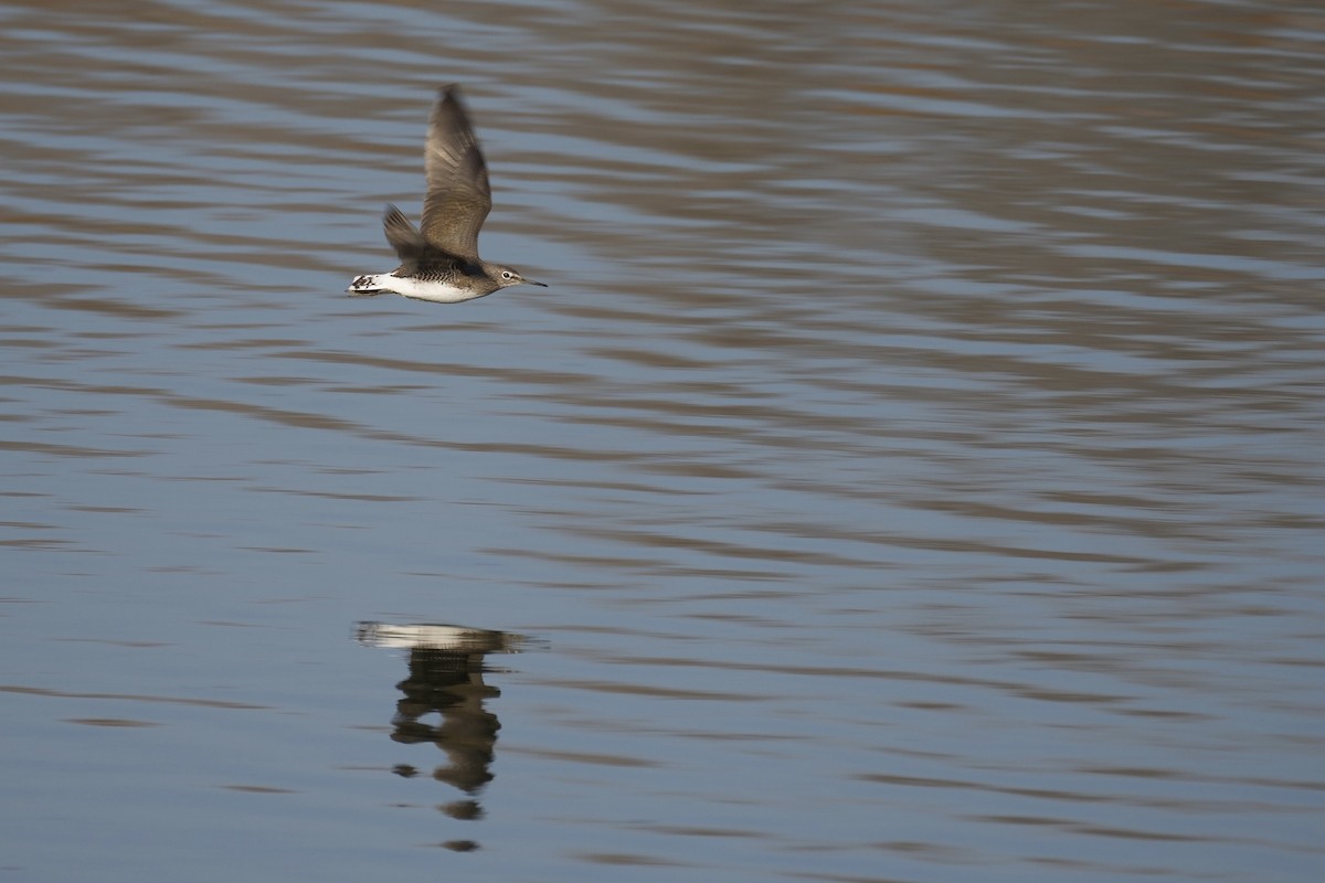 Green Sandpiper - ML614590590