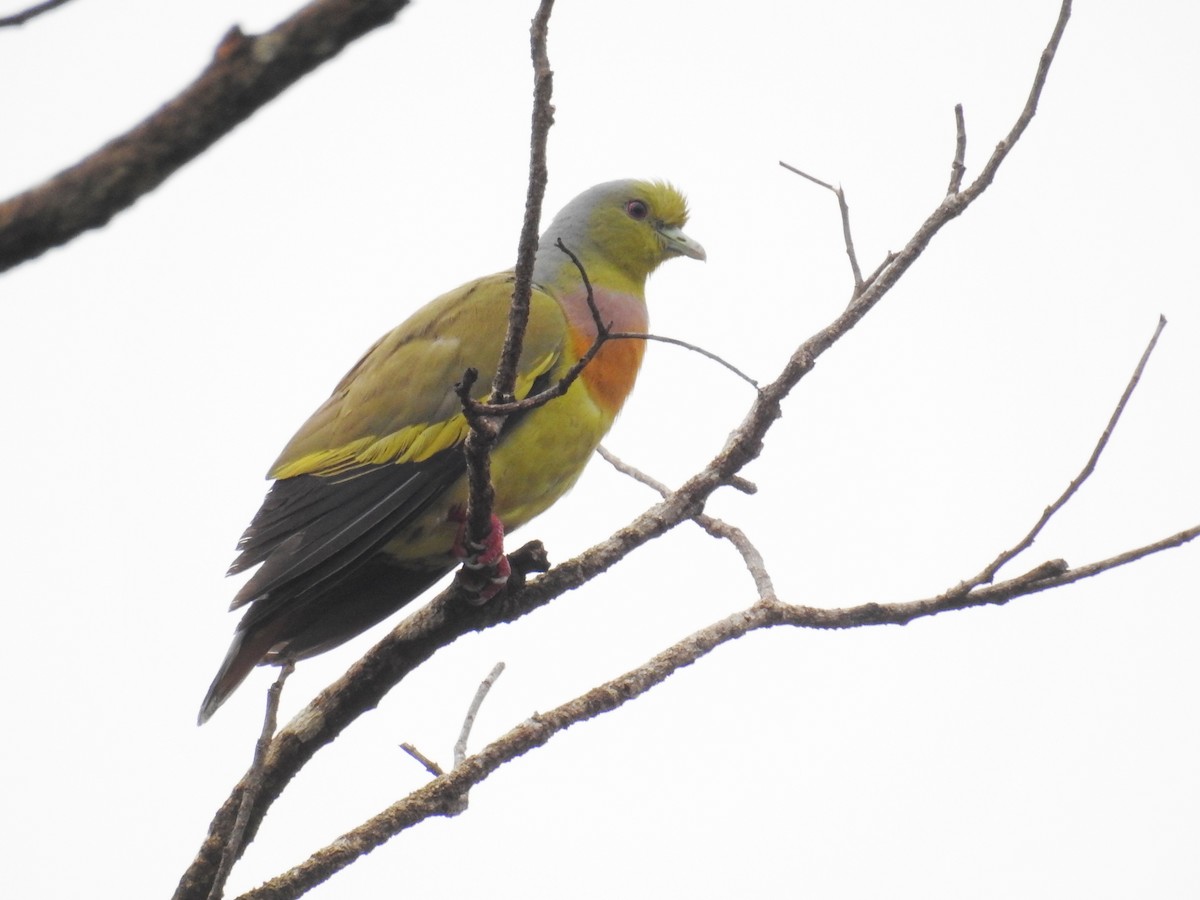 Orange-breasted Green-Pigeon - ML614590605