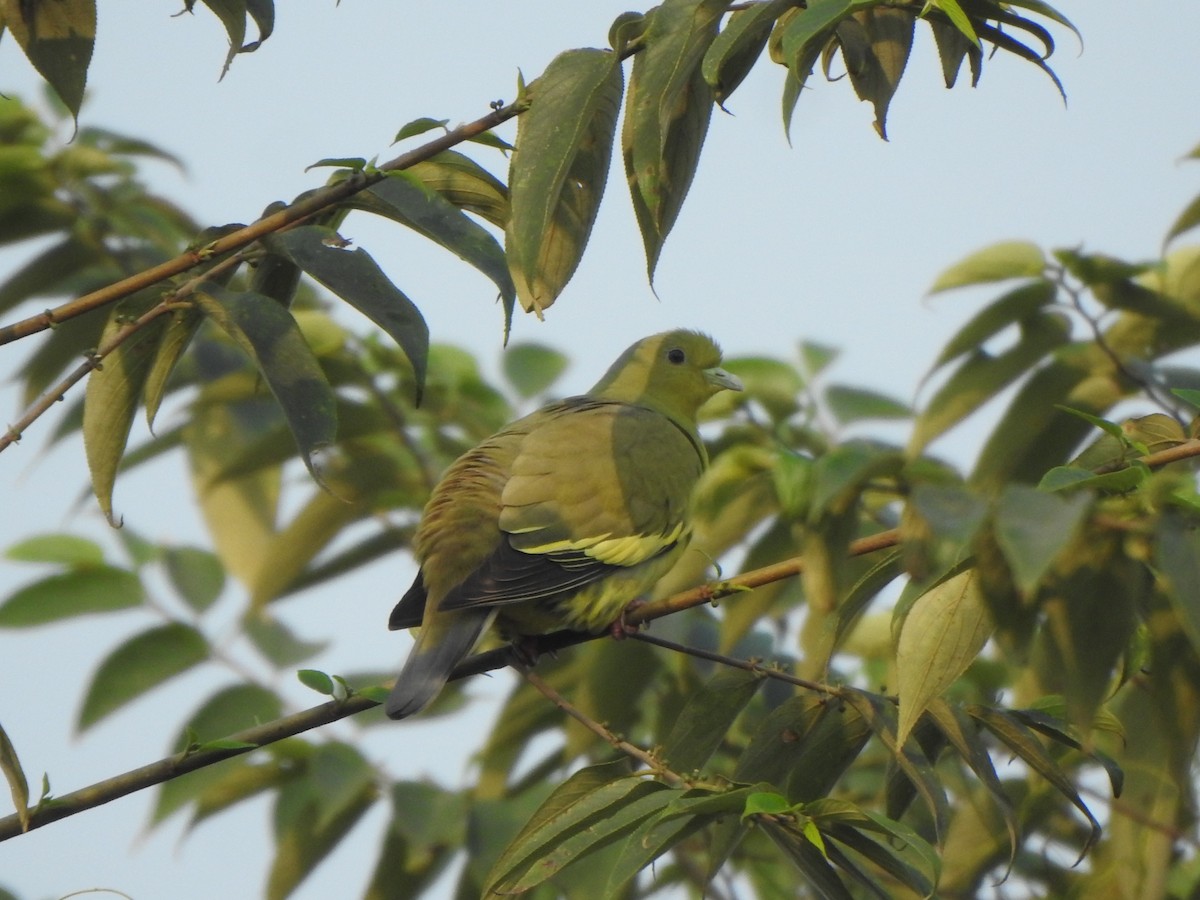 橙胸綠鳩 - ML614590613