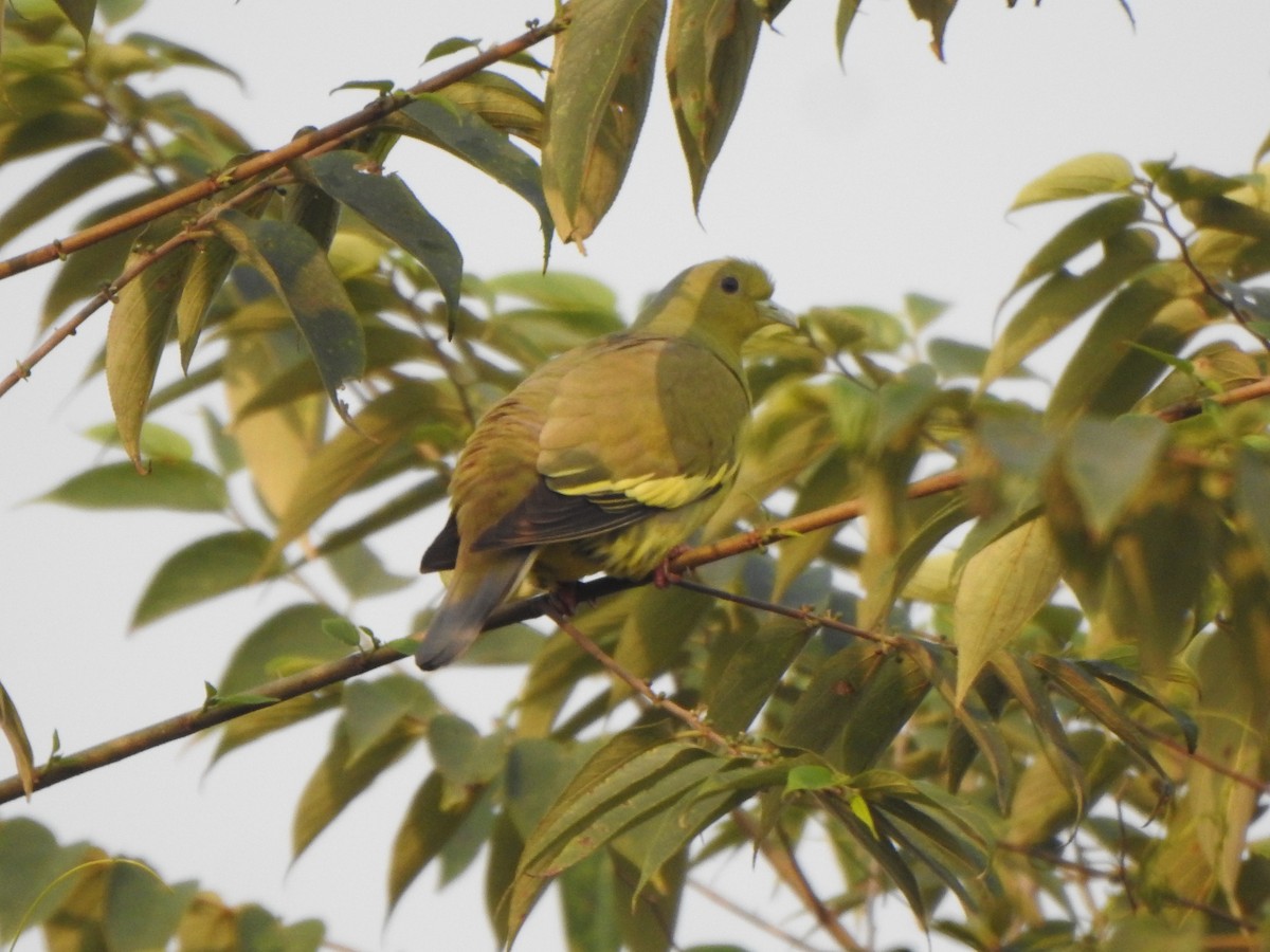 Orange-breasted Green-Pigeon - Arulvelan Thillainayagam