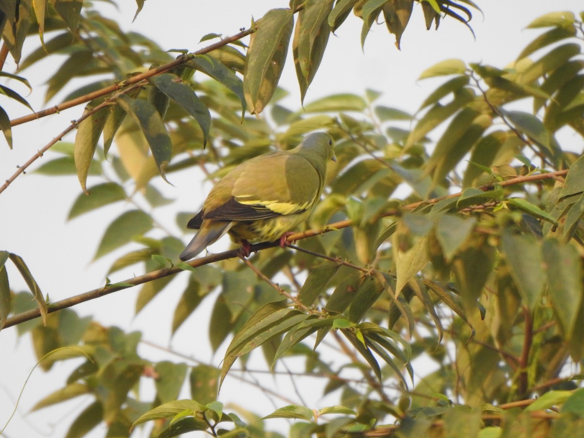 Orange-breasted Green-Pigeon - Arulvelan Thillainayagam