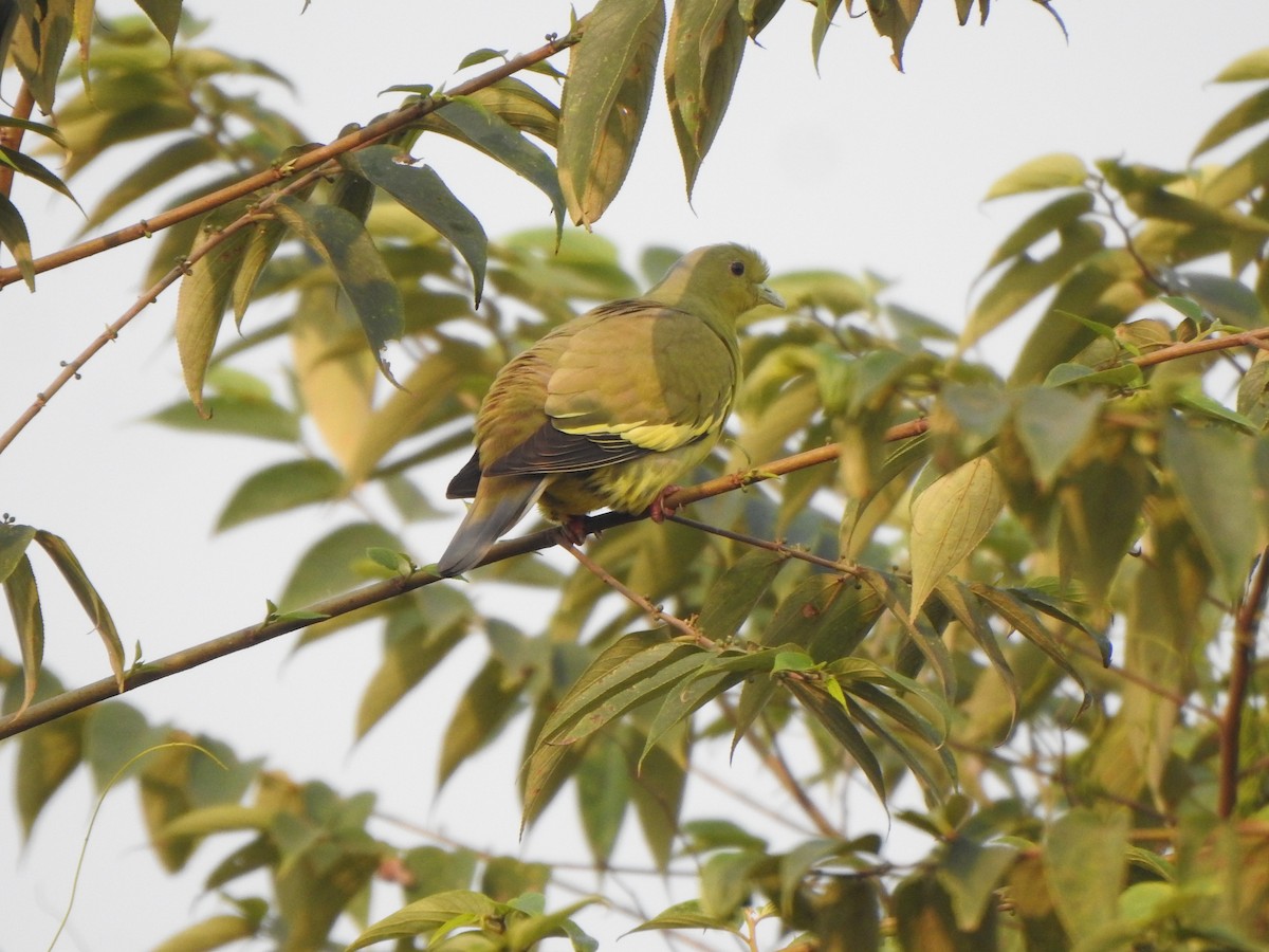 Orange-breasted Green-Pigeon - Arulvelan Thillainayagam