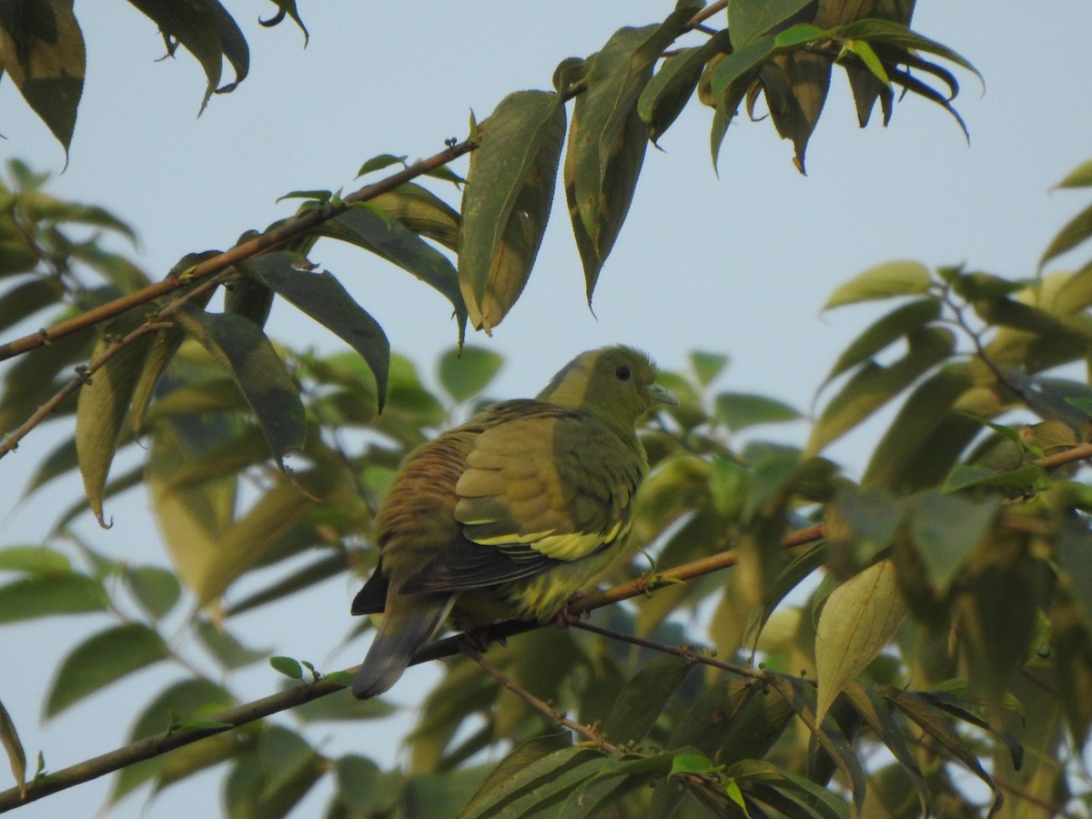 Orange-breasted Green-Pigeon - Arulvelan Thillainayagam