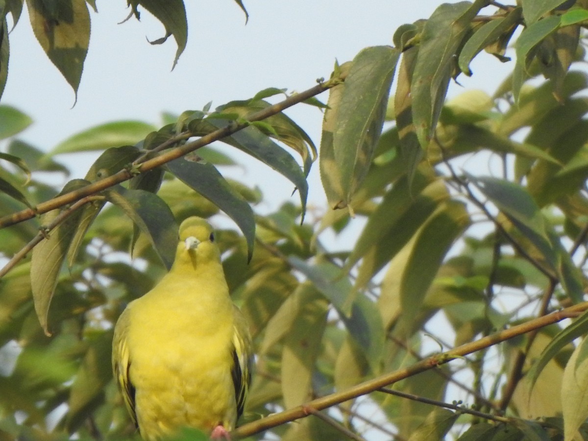 Orange-breasted Green-Pigeon - ML614590632