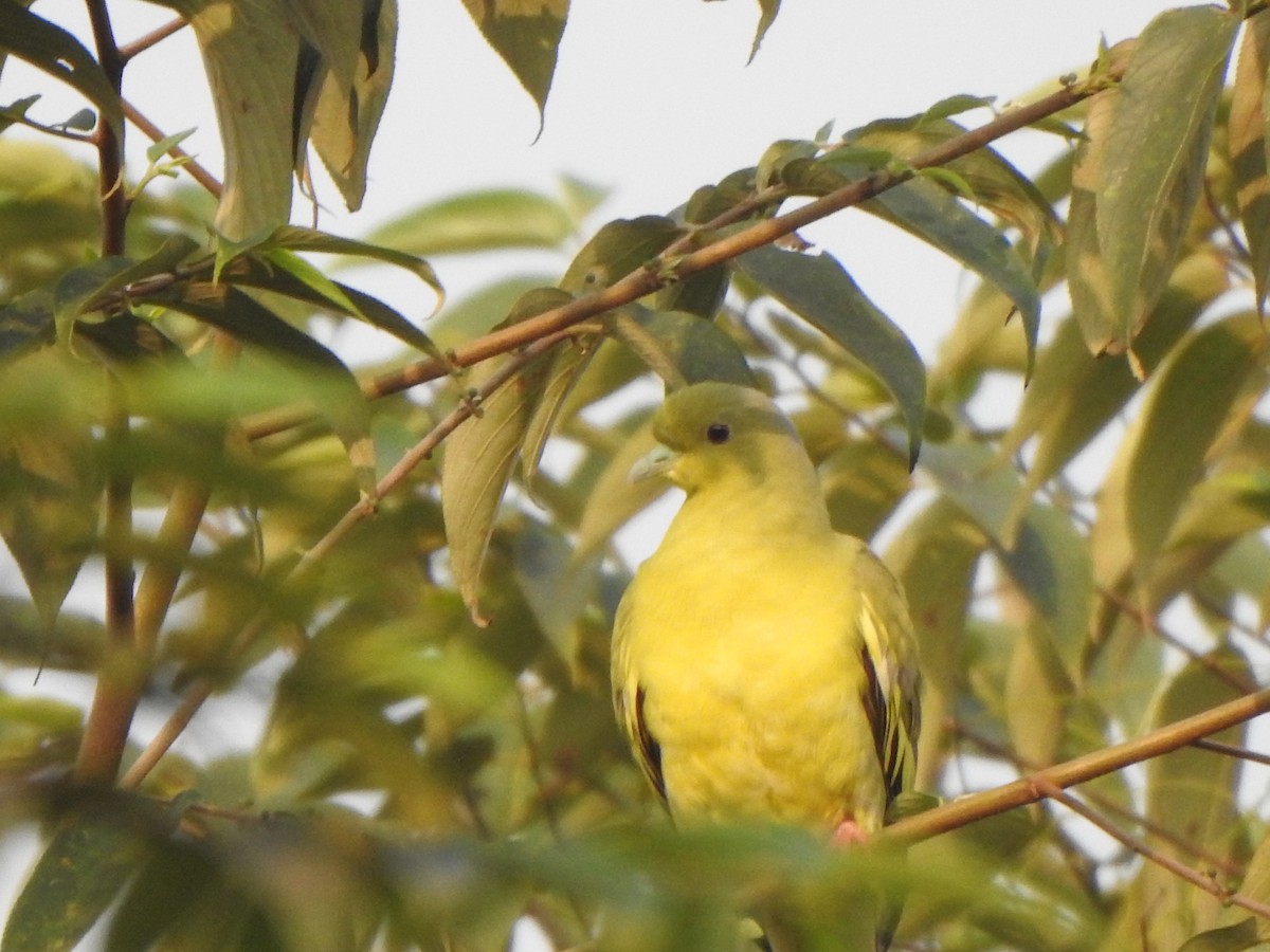 Orange-breasted Green-Pigeon - Arulvelan Thillainayagam