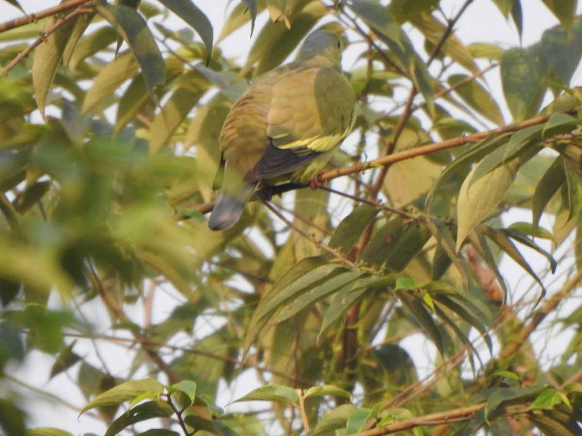 Orange-breasted Green-Pigeon - Arulvelan Thillainayagam