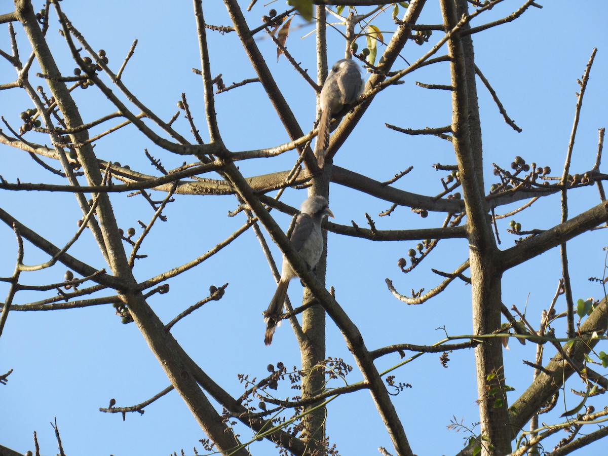 Indian Gray Hornbill - ML614590637