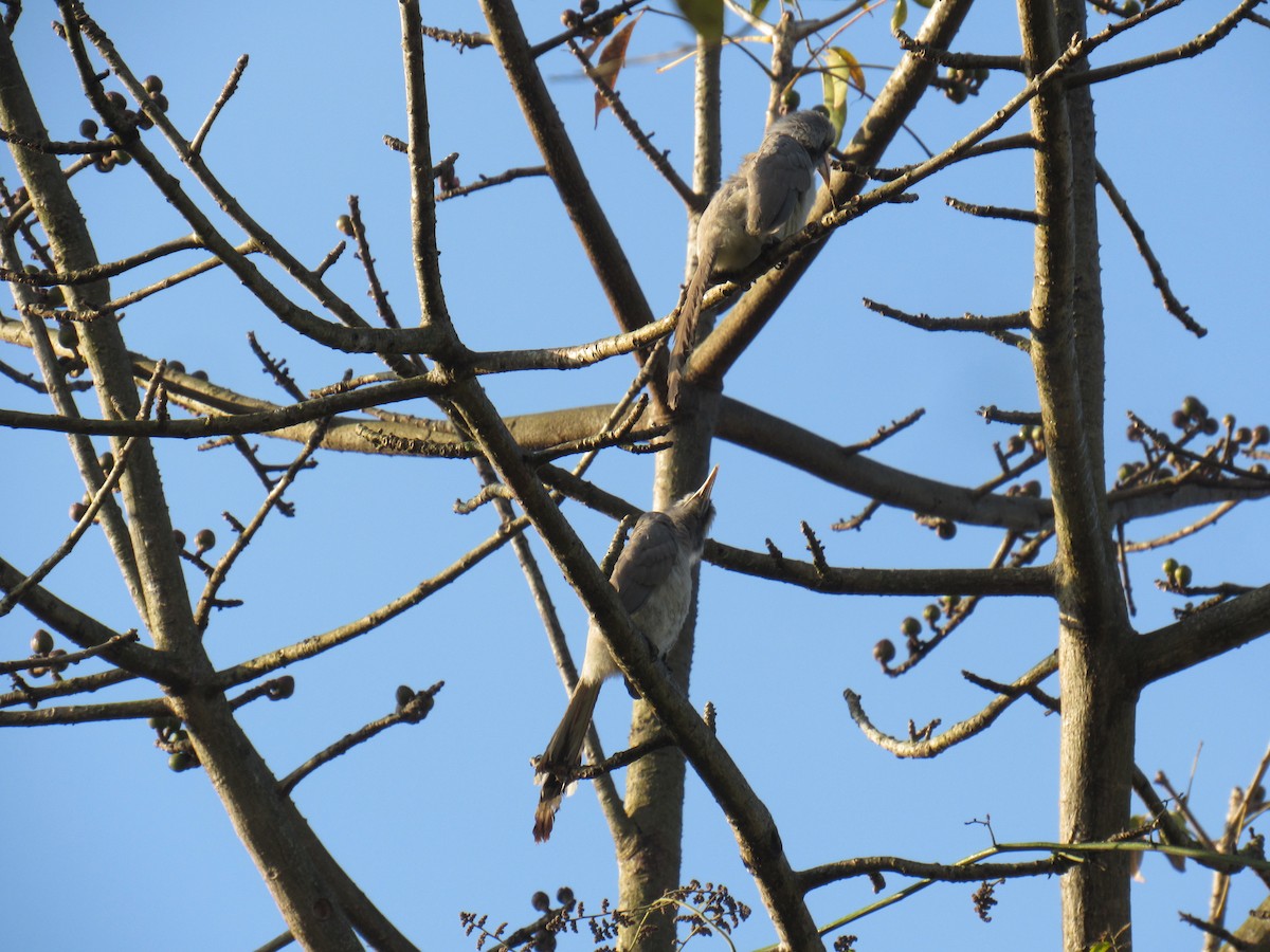 Indian Gray Hornbill - ML614590638