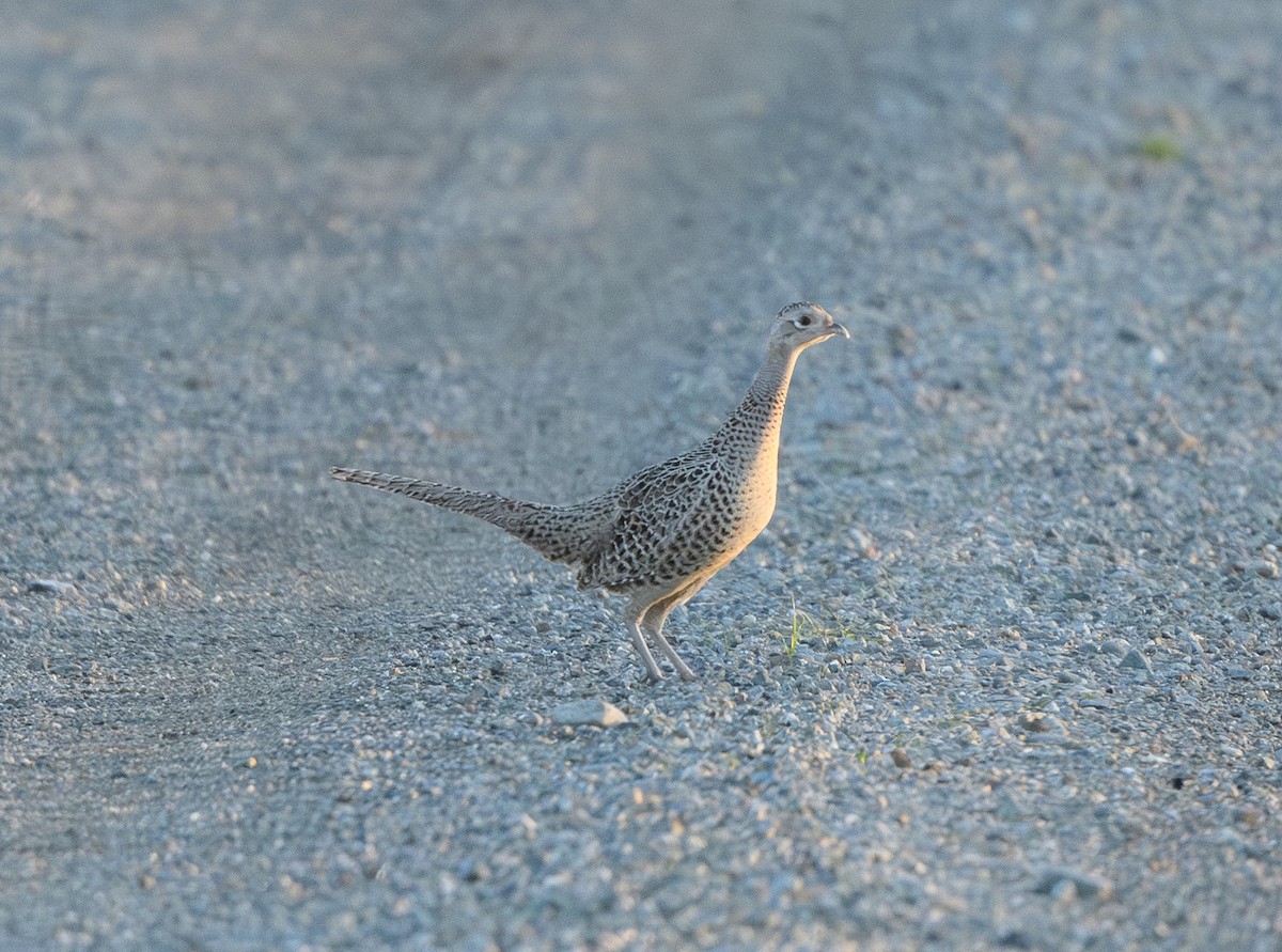 Ring-necked Pheasant - ML614590639