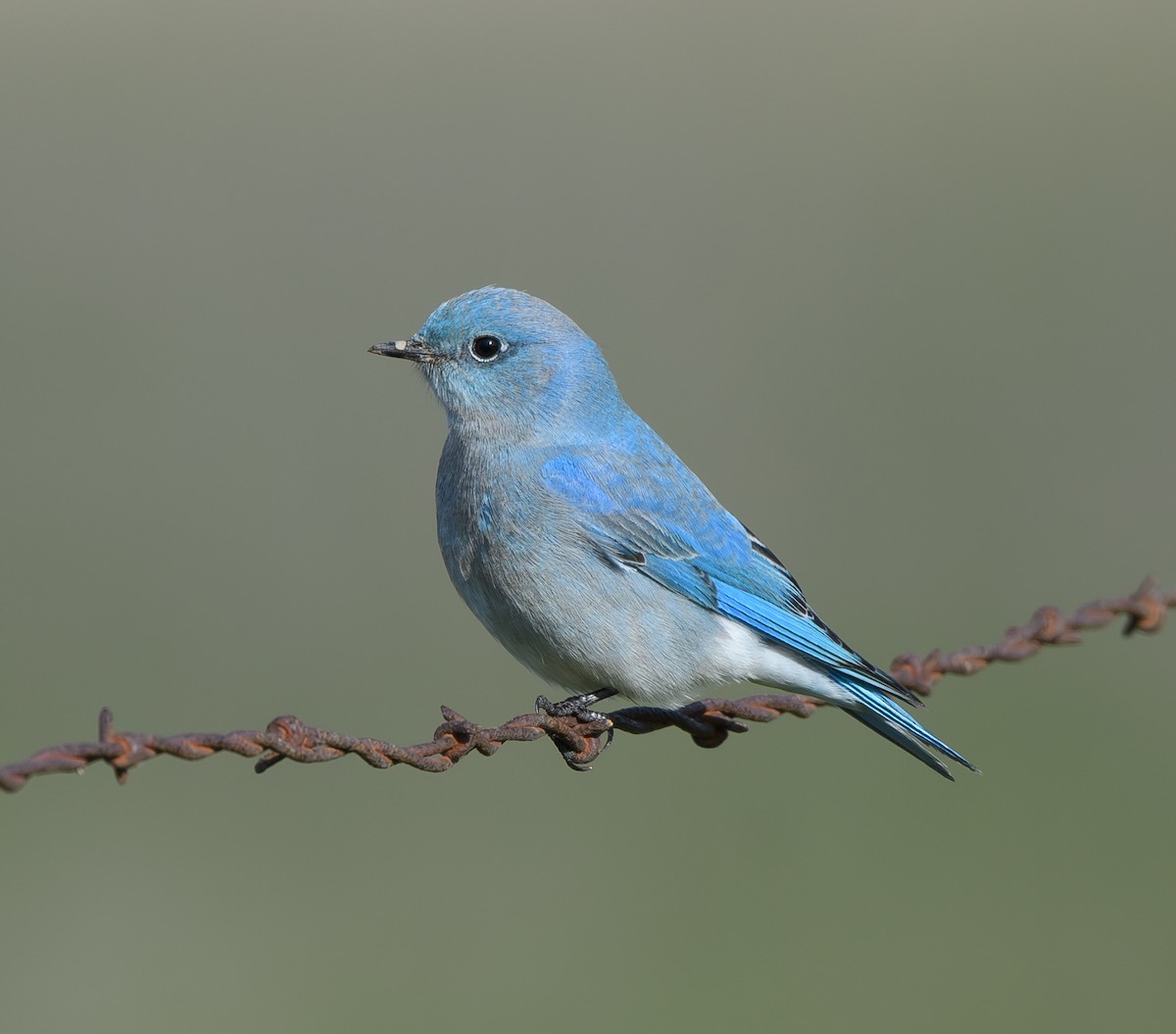 Mountain Bluebird - Joshua Greenfield