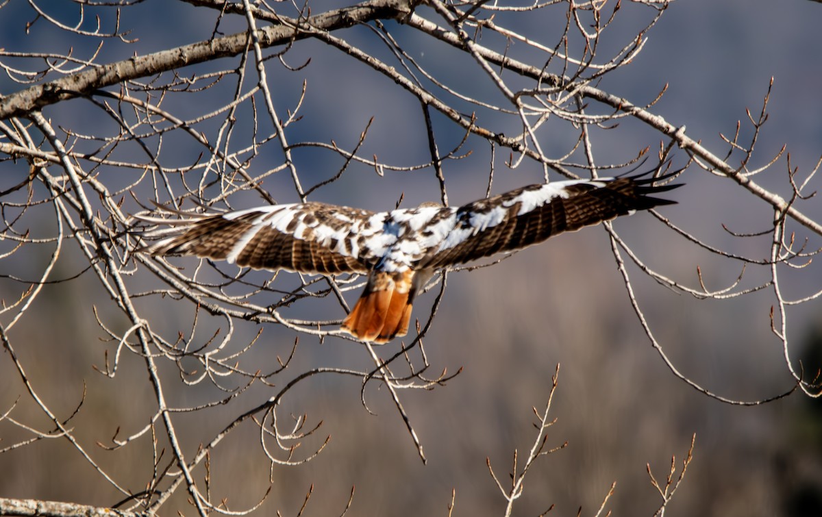 Red-tailed Hawk - ML614590649
