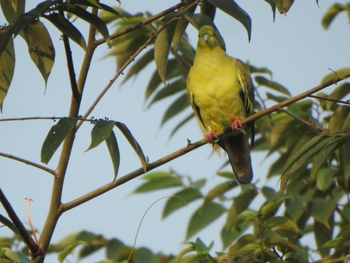 Orange-breasted Green-Pigeon - Arulvelan Thillainayagam