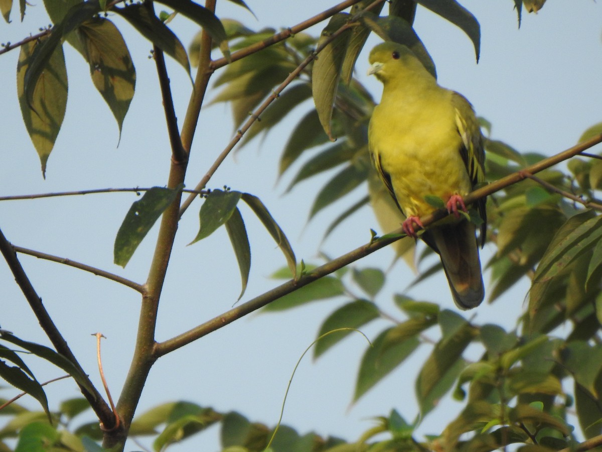 Orange-breasted Green-Pigeon - Arulvelan Thillainayagam