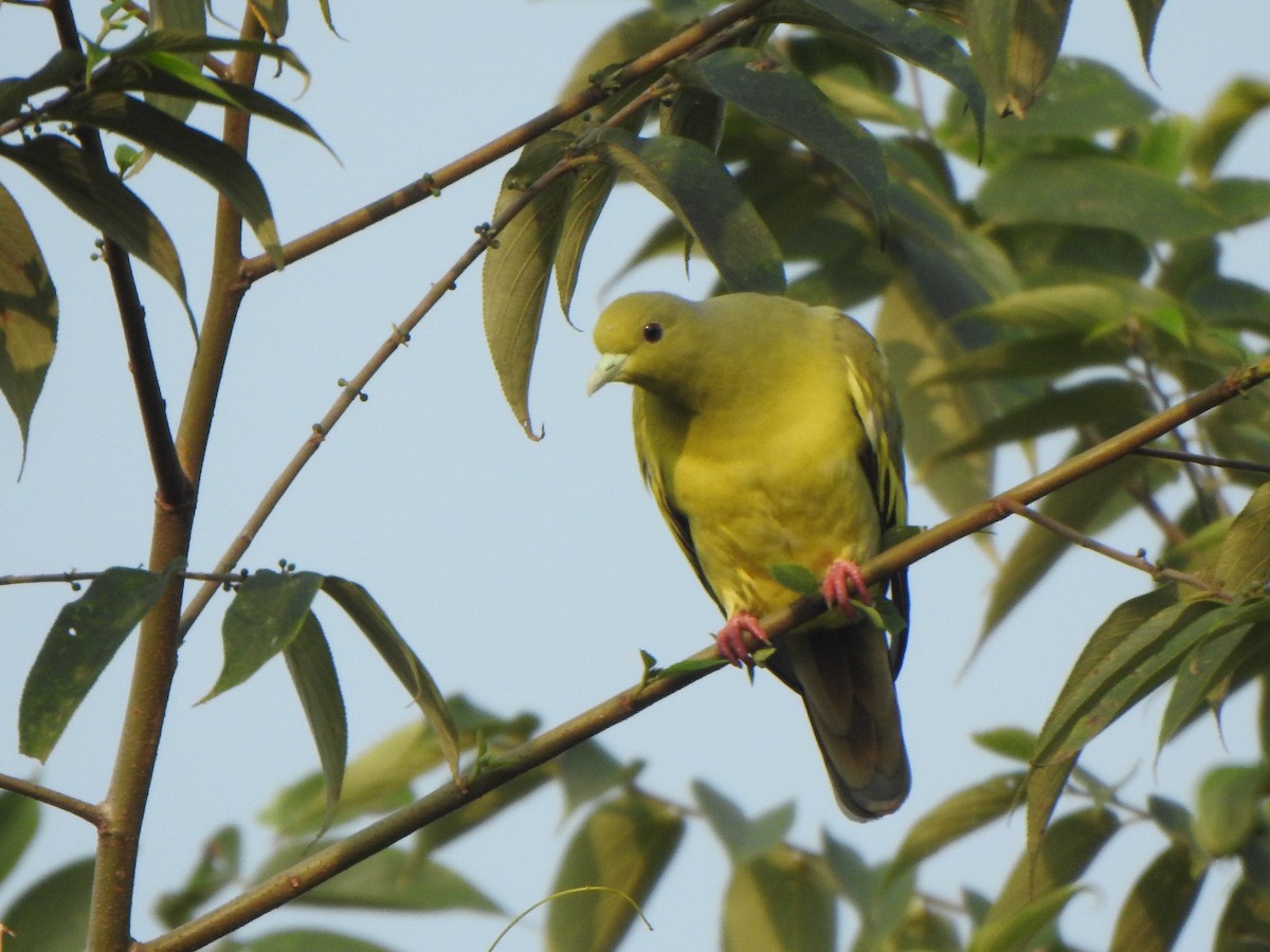 Orange-breasted Green-Pigeon - Arulvelan Thillainayagam