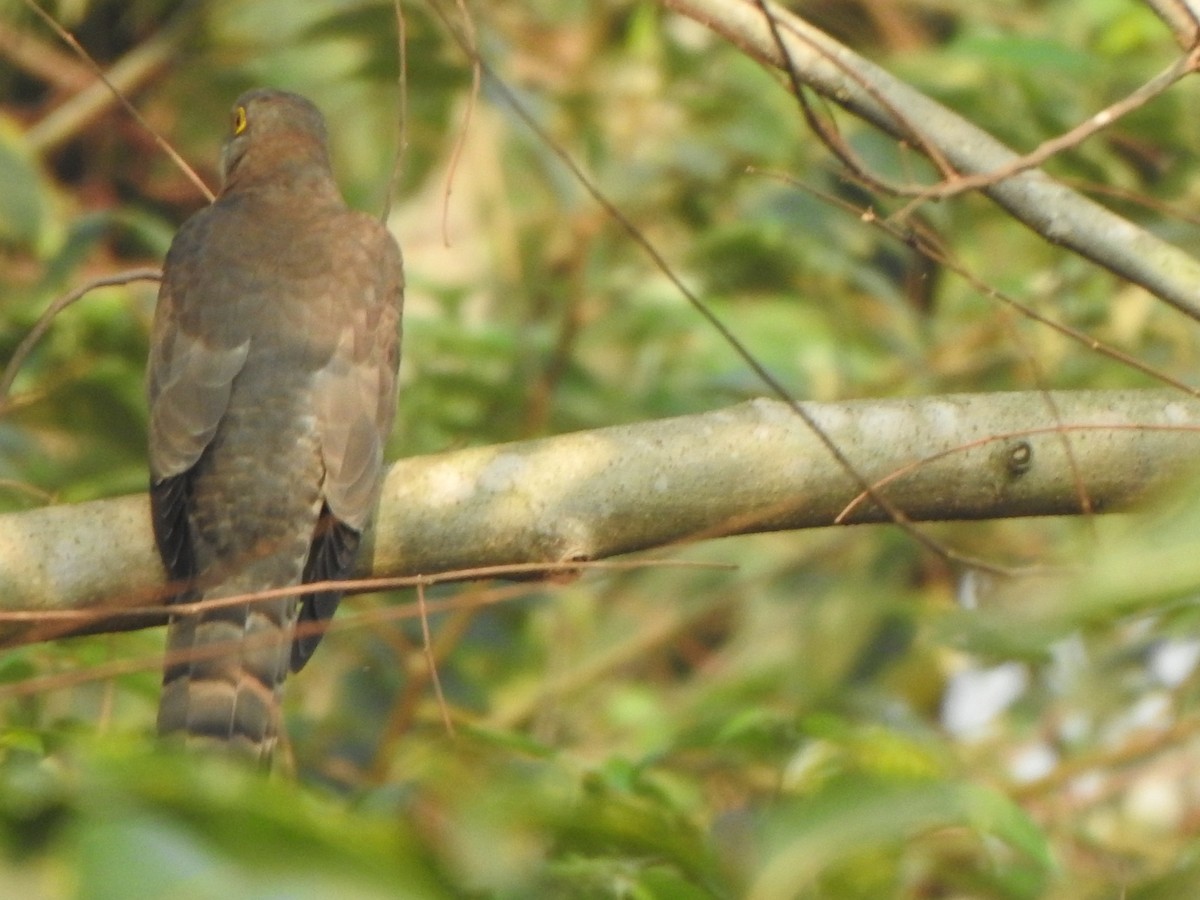 Common Hawk-Cuckoo - Arulvelan Thillainayagam