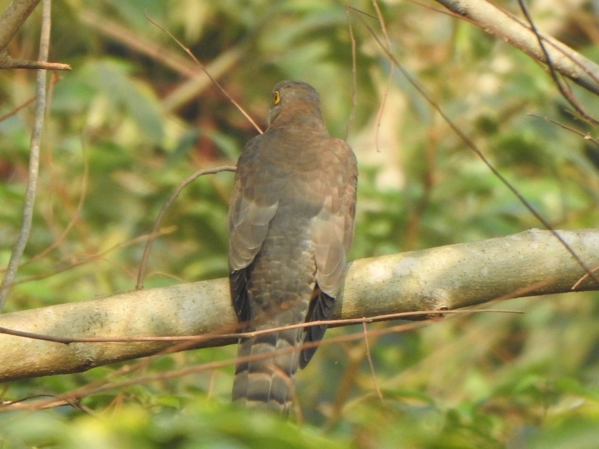 Common Hawk-Cuckoo - Arulvelan Thillainayagam