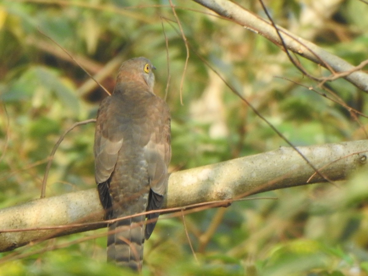 Common Hawk-Cuckoo - Arulvelan Thillainayagam