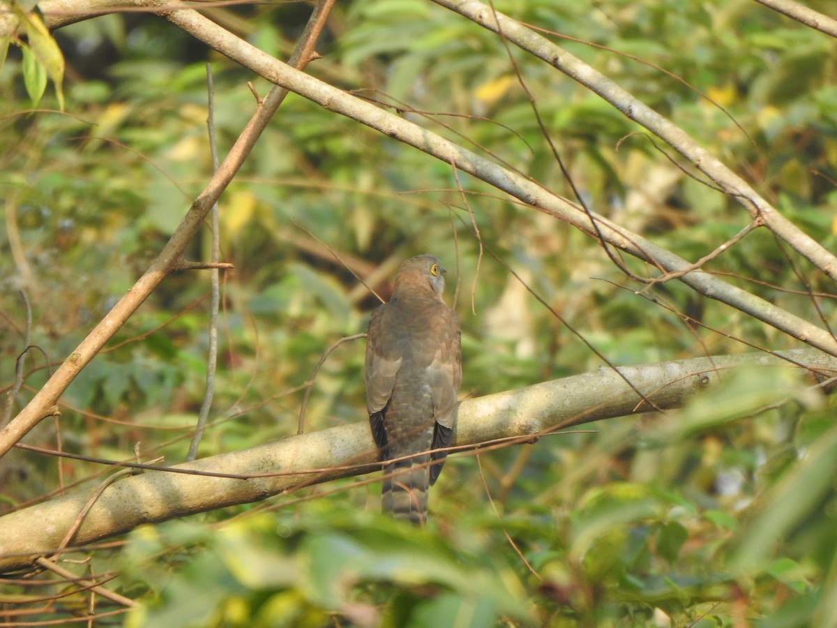 Common Hawk-Cuckoo - Arulvelan Thillainayagam