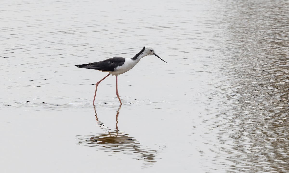 Pied Stilt - ML614590685