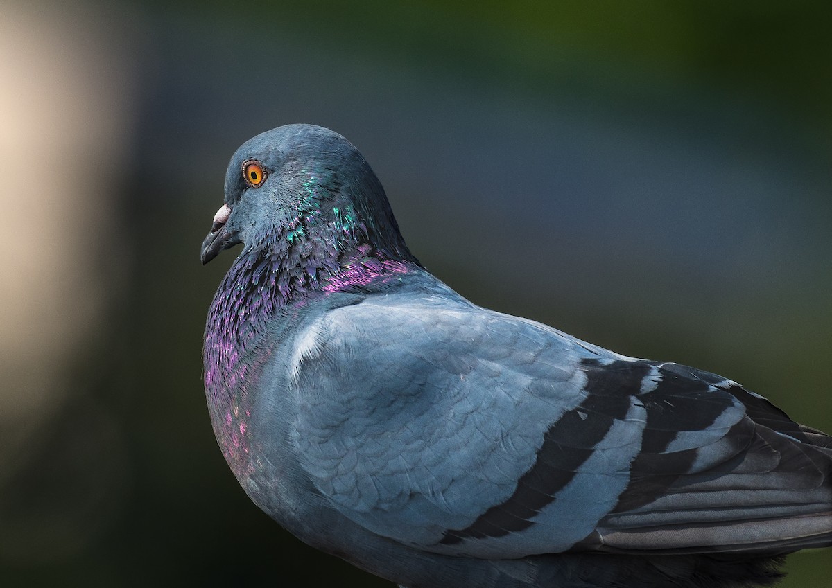 Rock Pigeon (Feral Pigeon) - ML614590692