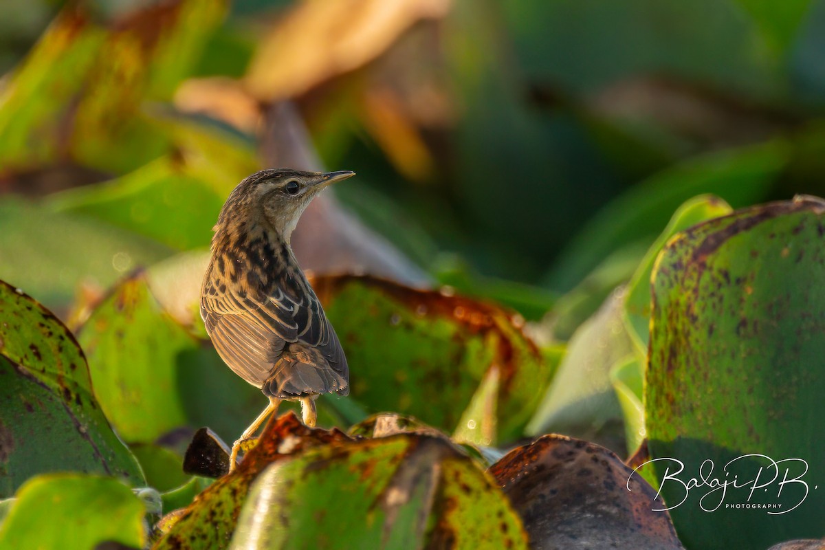 Pallas's Grasshopper Warbler - ML614590705