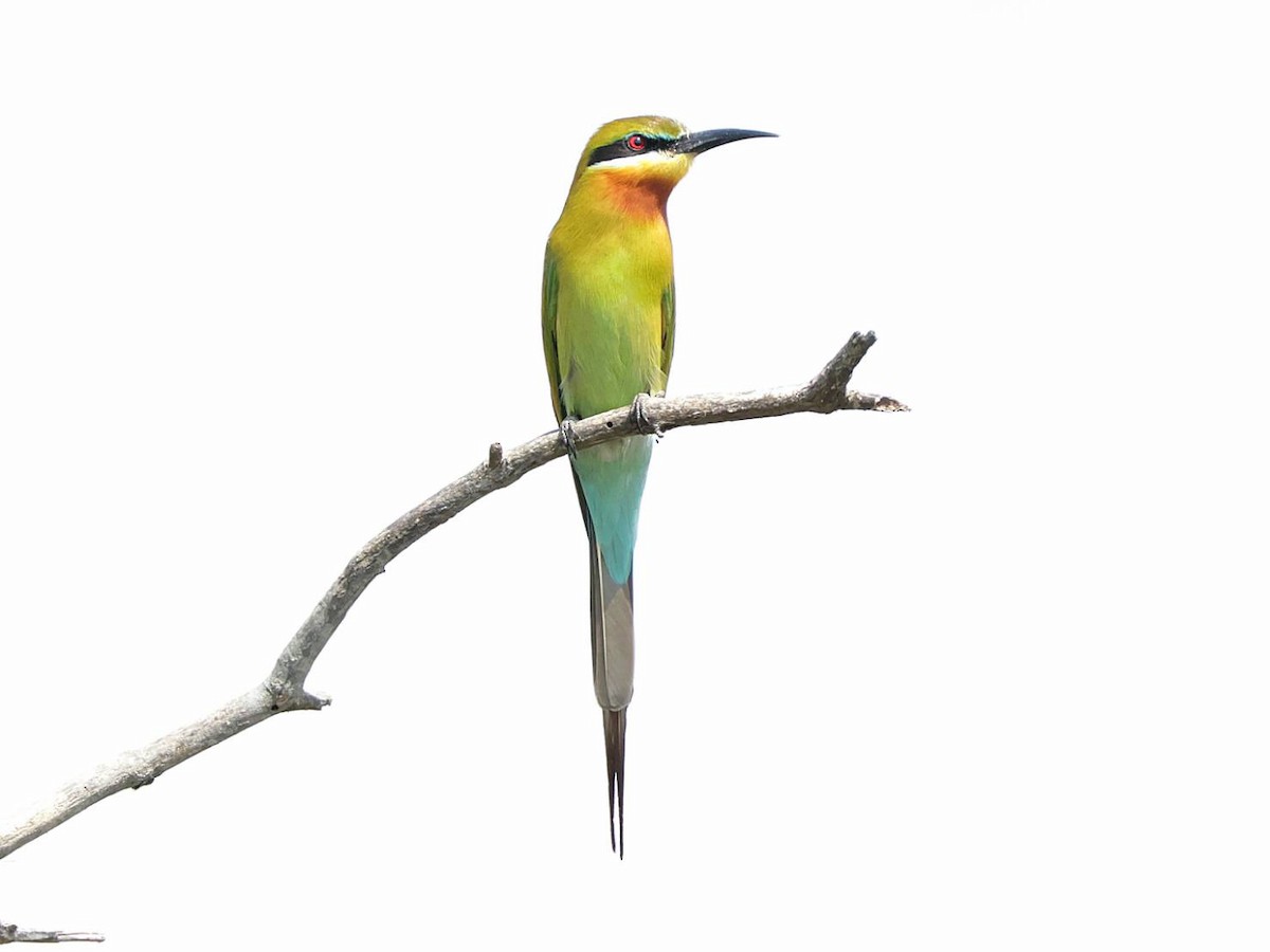 Blue-tailed Bee-eater - ML614590721