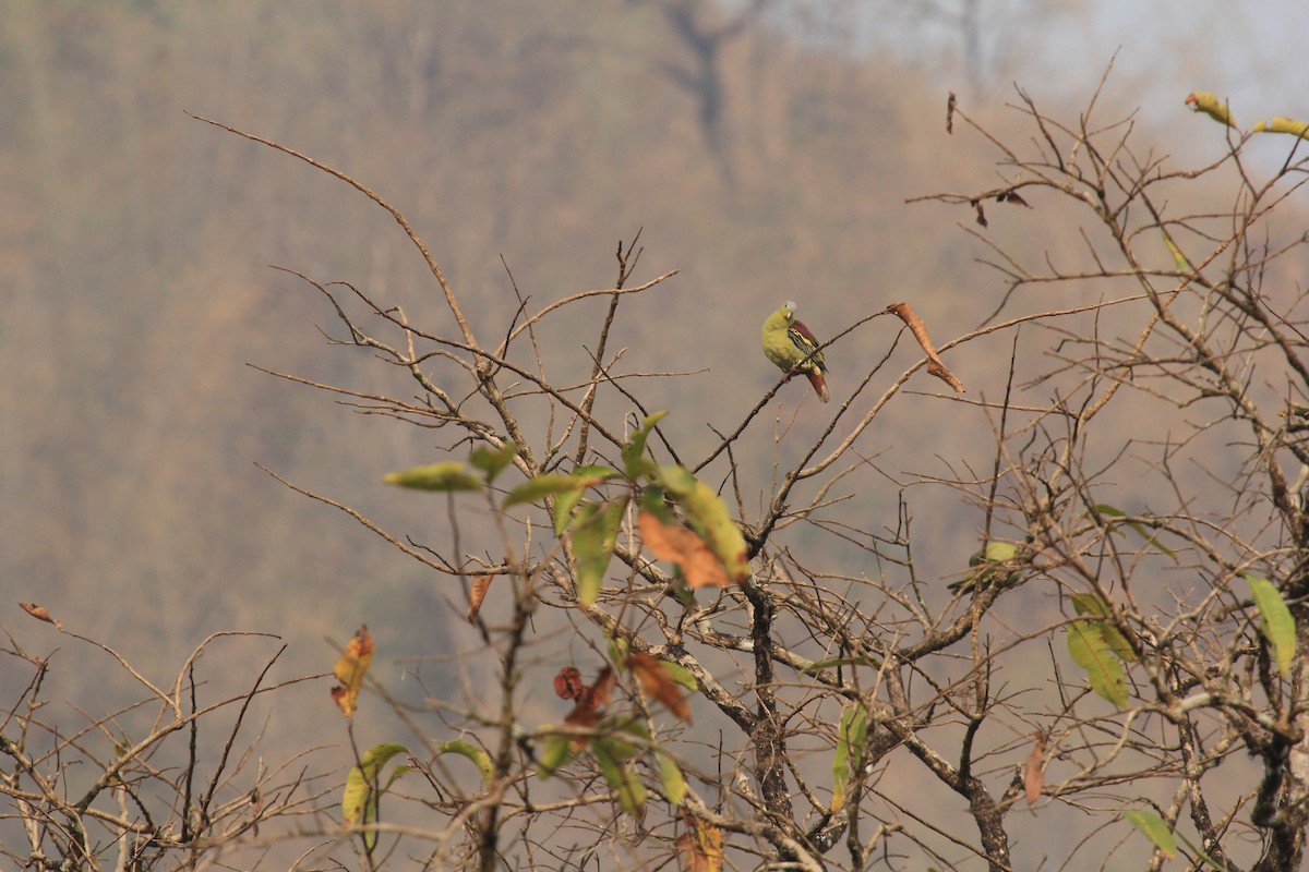 Gray-fronted Green-Pigeon - Jackie Childers