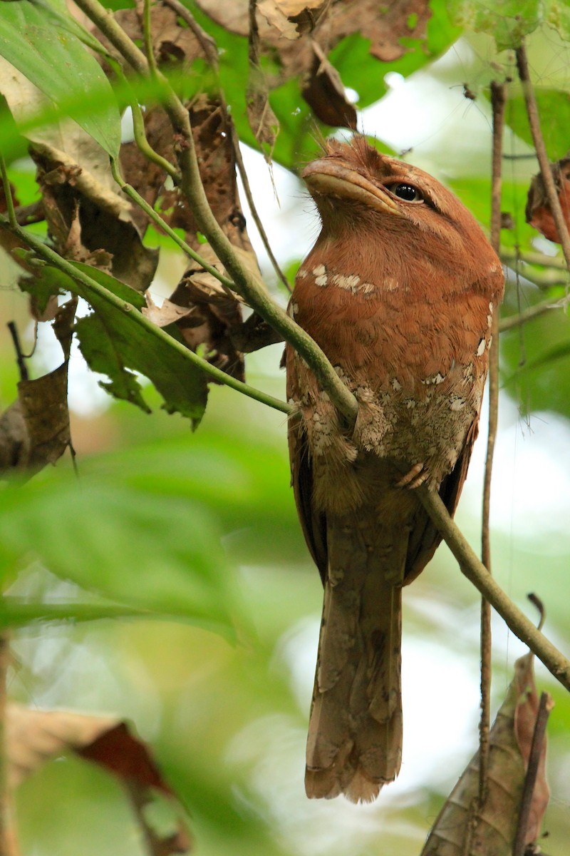 Sri Lanka Frogmouth - ML614590746