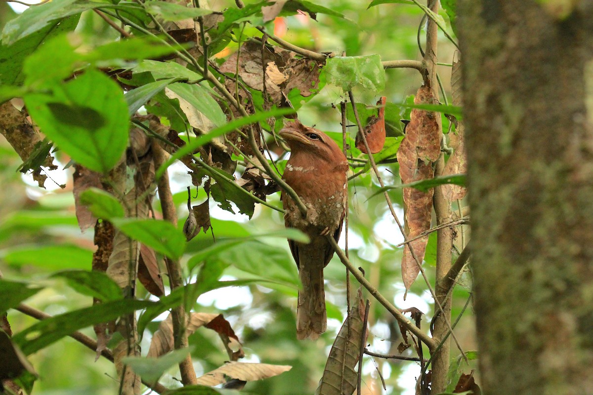 Sri Lanka Frogmouth - ML614590747