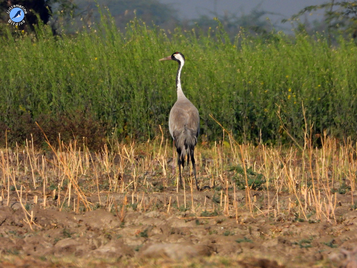 Common Crane - Maneesh Rajvanshi