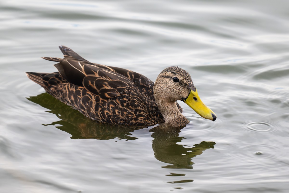 Mexican Duck - ML614590836