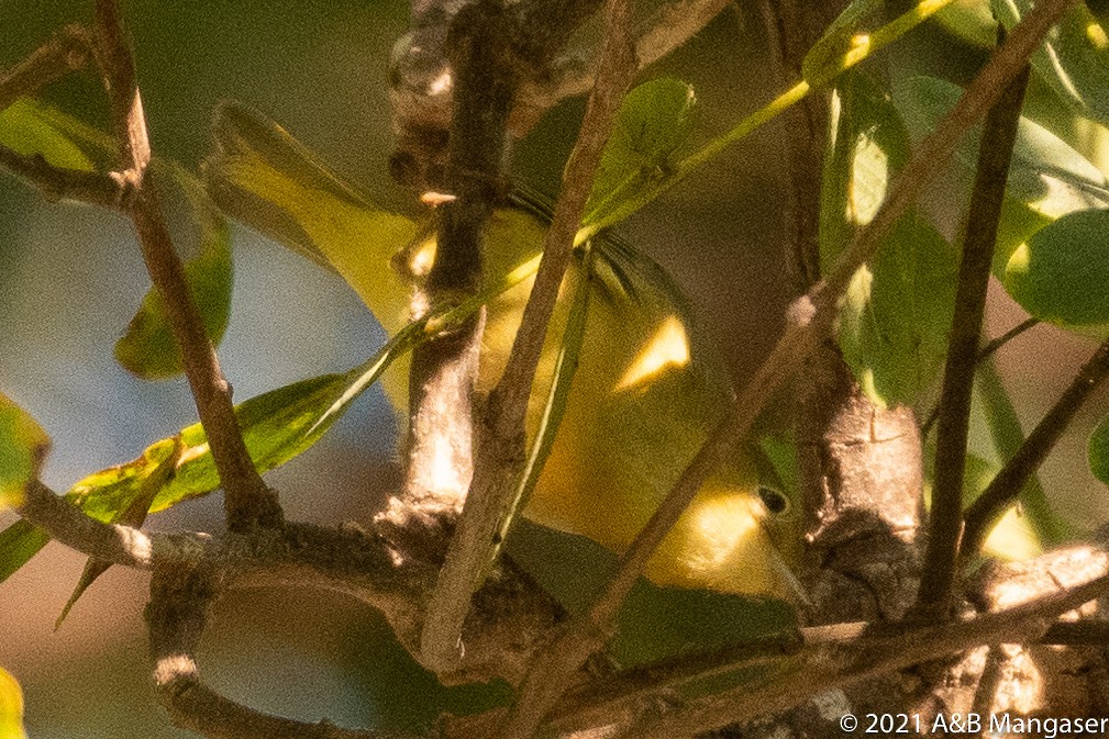 Yellow Warbler - Bernadette and Amante Mangaser