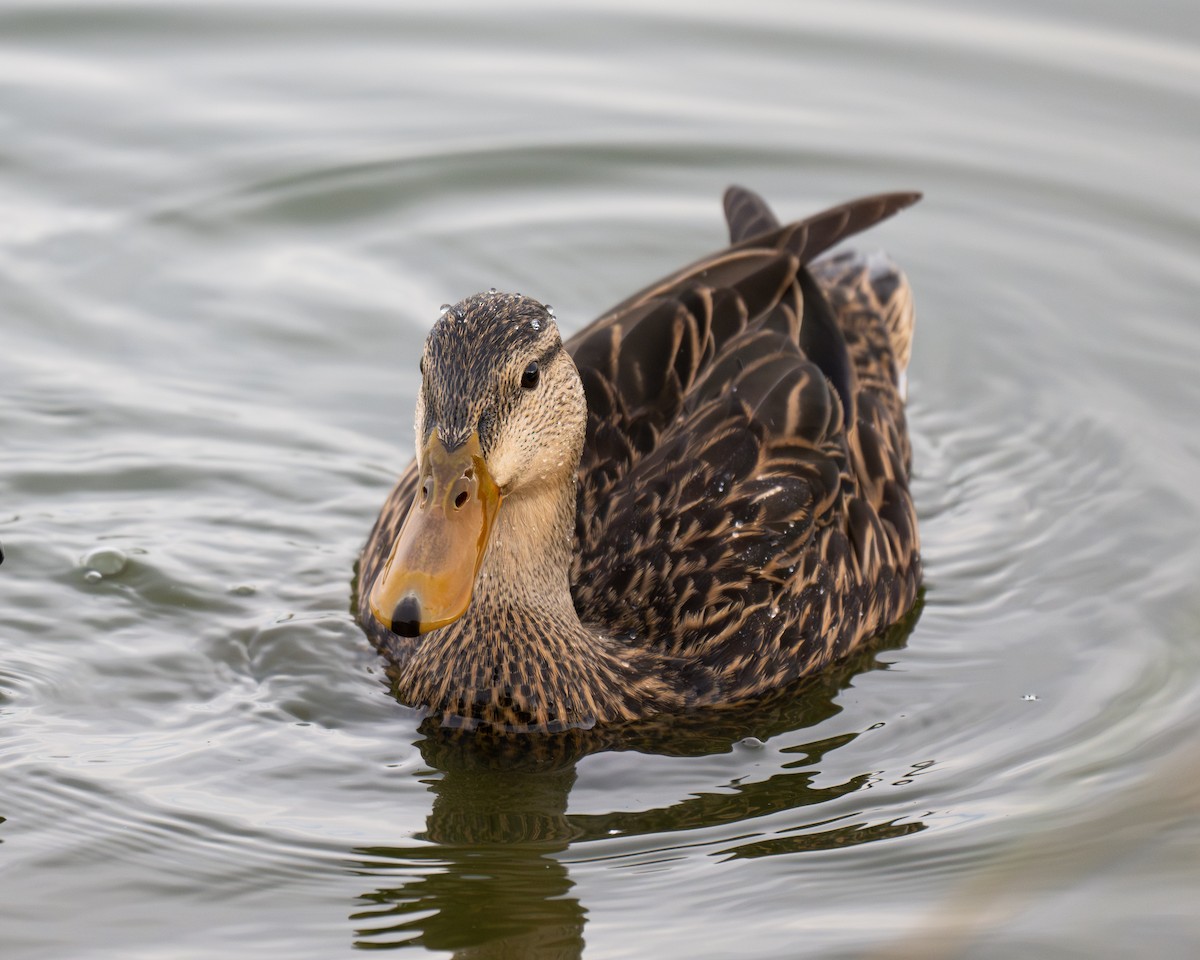 Mottled Duck - Al Halstead