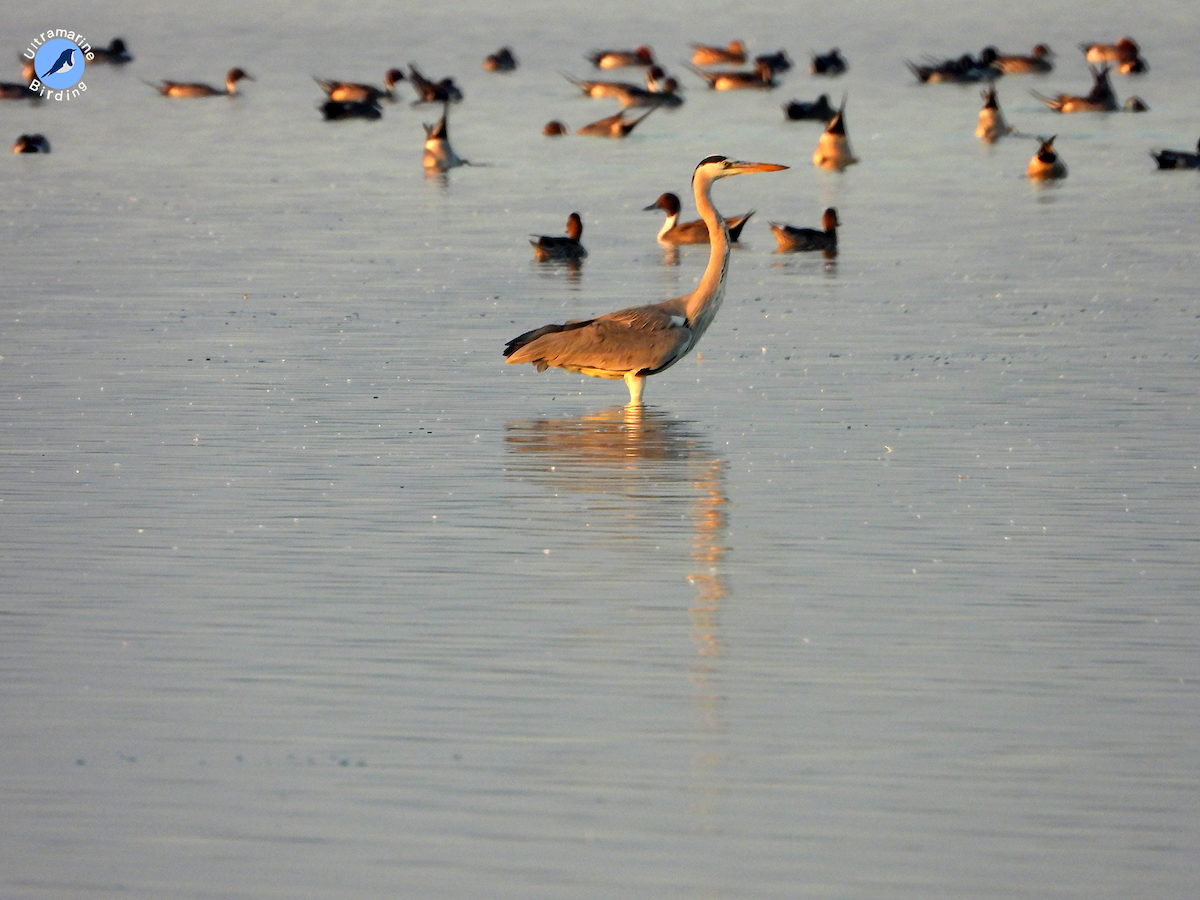 Gray Heron - ML614590851