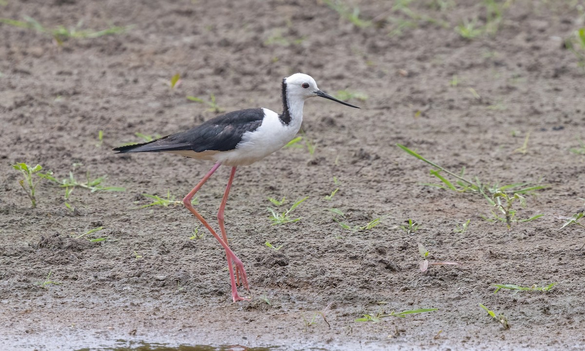 Pied Stilt - ML614590852