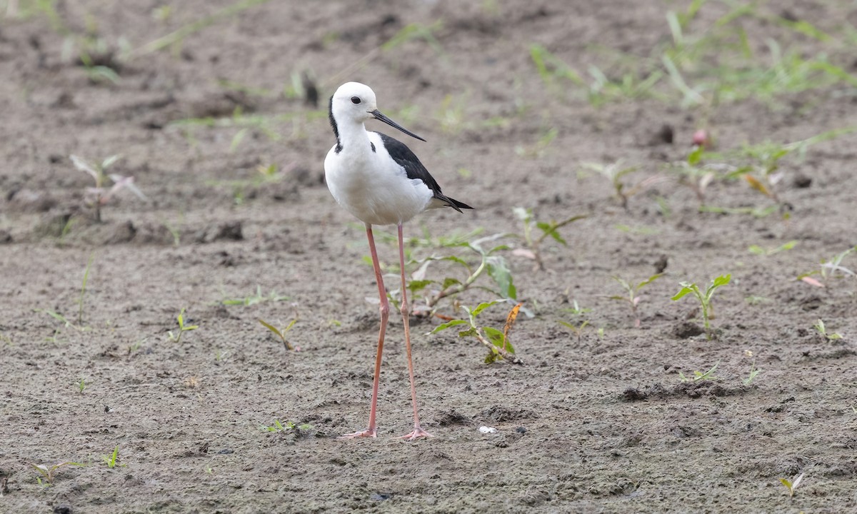 Pied Stilt - ML614590859