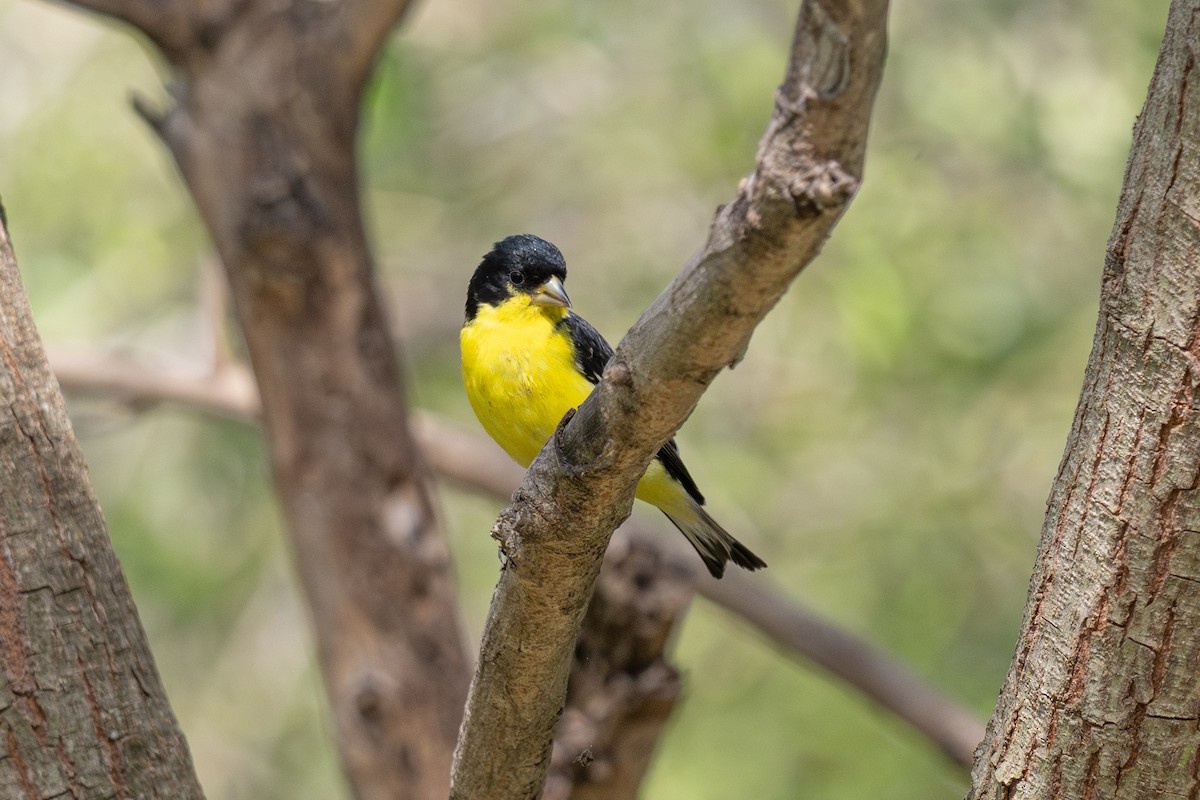 Lesser Goldfinch - ML614590863