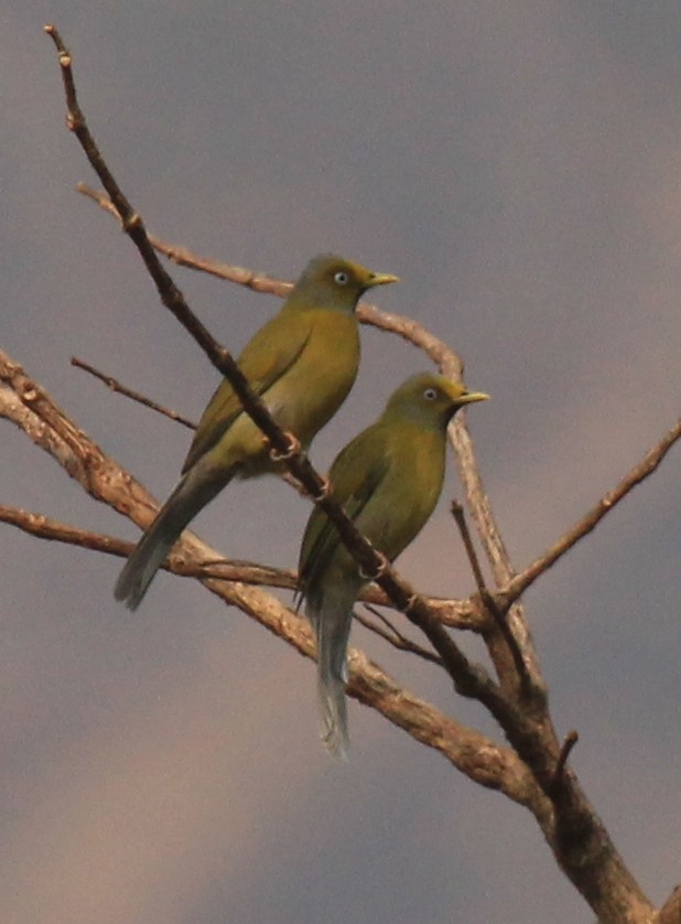 Gray-headed Bulbul - ML614590889