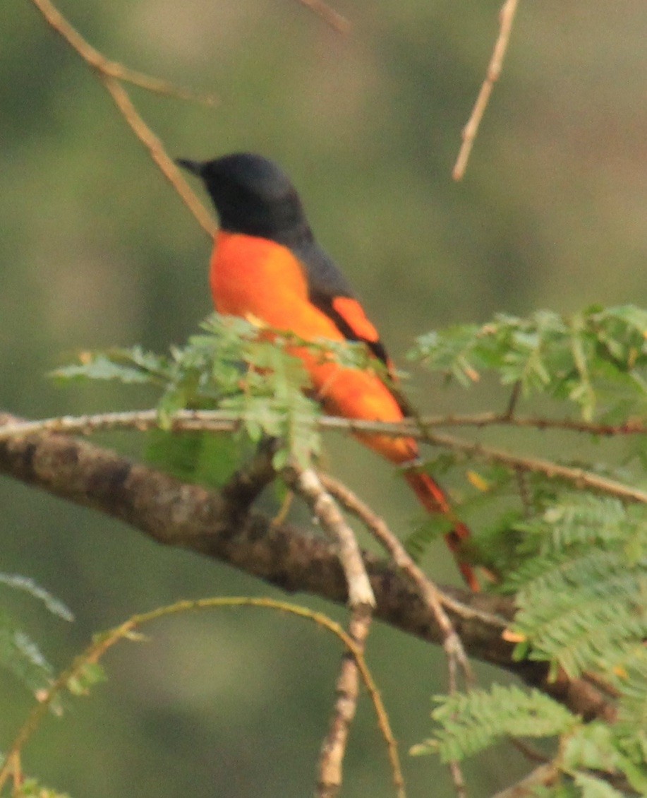 Orange Minivet - ML614590927