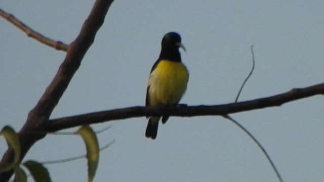 Purple-rumped Sunbird - ML614590930